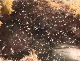 Schwebegarnelen auf Farm