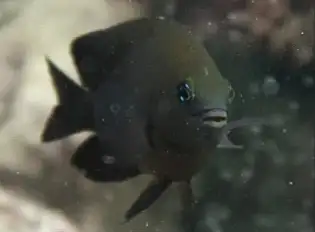 Langflossen Riffbarsch