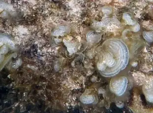 Erwirtschaftete Alge