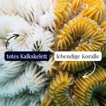Meeres­schutz & unser Klima Aufnahme einer mit SCTLD-befallenen Koralle, Curaçao, 2025